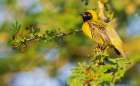 Southern masked weaver male attempting to attract a mate in southern Africa Art Print